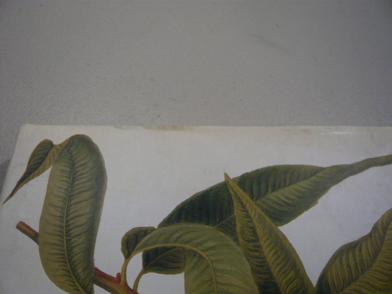 Blackburne-Maze,FRUIT.an illustrated history, 2002 Londra