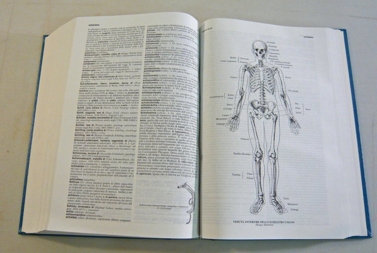 DIZIONARIO MEDICO ILLUSTRATO DORLAND,1987 ESI Stampa Medica[medicina