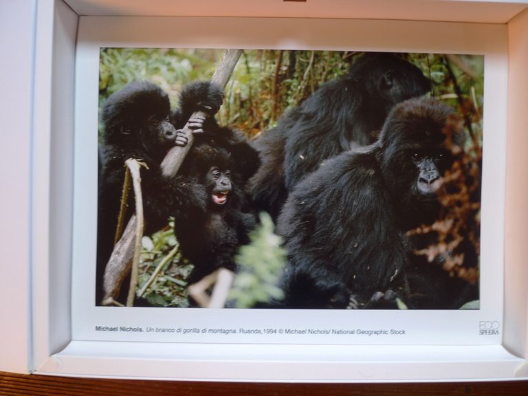 ECOSHPERA PORTFOLIO,UTET 2010[AMBIENTE,FOTOGRAFIA,Sebastião Salgado,Zambardino
