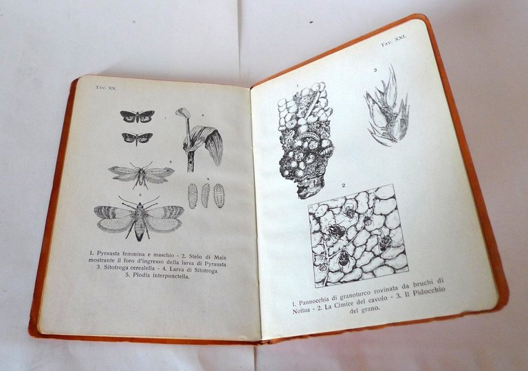 GABOTTO,GLI INSETTI NOCIVI ALLE PRINCIPALI PIANTE ERBACEE COLTIVATE.