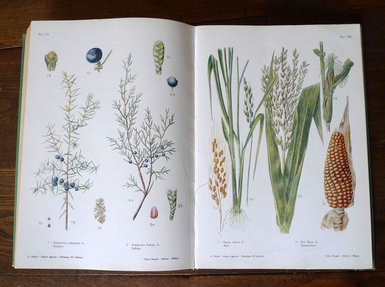 Giovanni Negri,ERBARIO FIGURATO,1960 Hoepli[botanica,piante medicinali