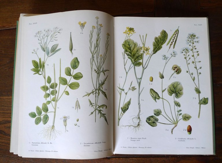 Giovanni Negri,ERBARIO FIGURATO,1960 Hoepli[botanica,piante medicinali