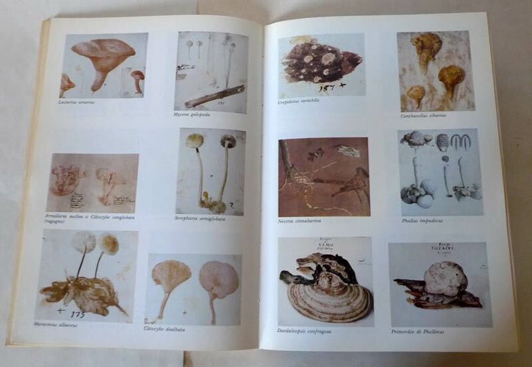 Govi,LUIGI FERDINANDO MARSILI.MICOLOGO BOLOGNESE 1658-1730,CLUEB[funghi,Bologna