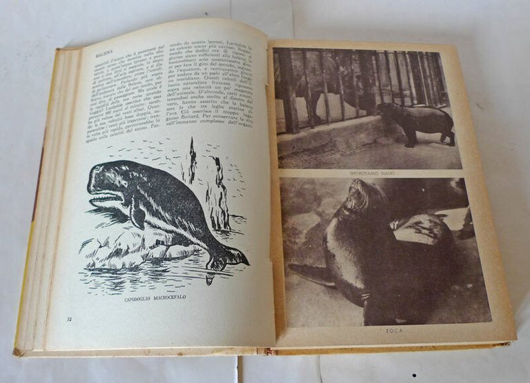 Gray/Bauer,VITA E COSTUMI DEGLI ANIMALI,'49 Curcio[dizionario illustrato,Figueir