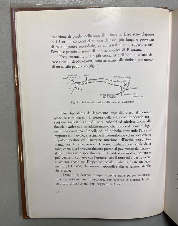 Marchesi,Albano,Cittadini,LE SALPINGOPLASTICHE,Società Editrice Universo 1965 | Immagine Gallery 5