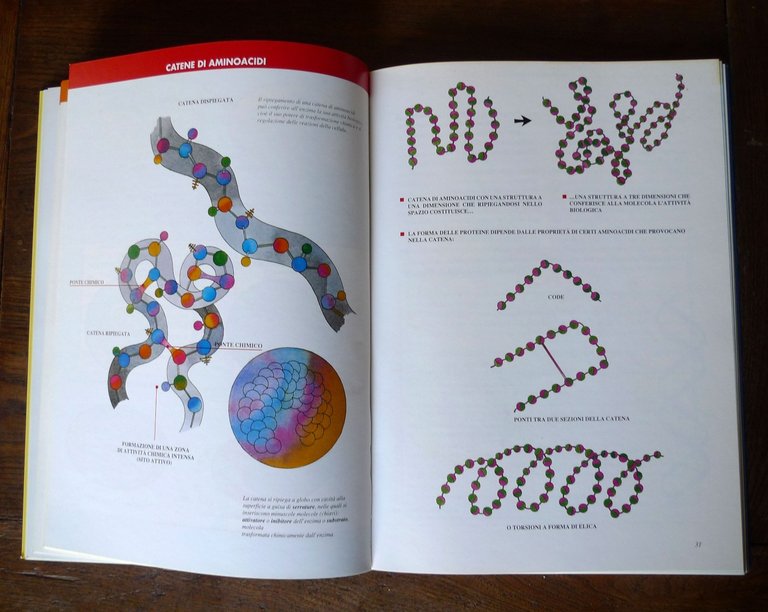 Marino Nicolini,IL MONDO DELLE BIOTECNOLOGIE,DSE 1992[Regione Veneto | Immagine Gallery 6