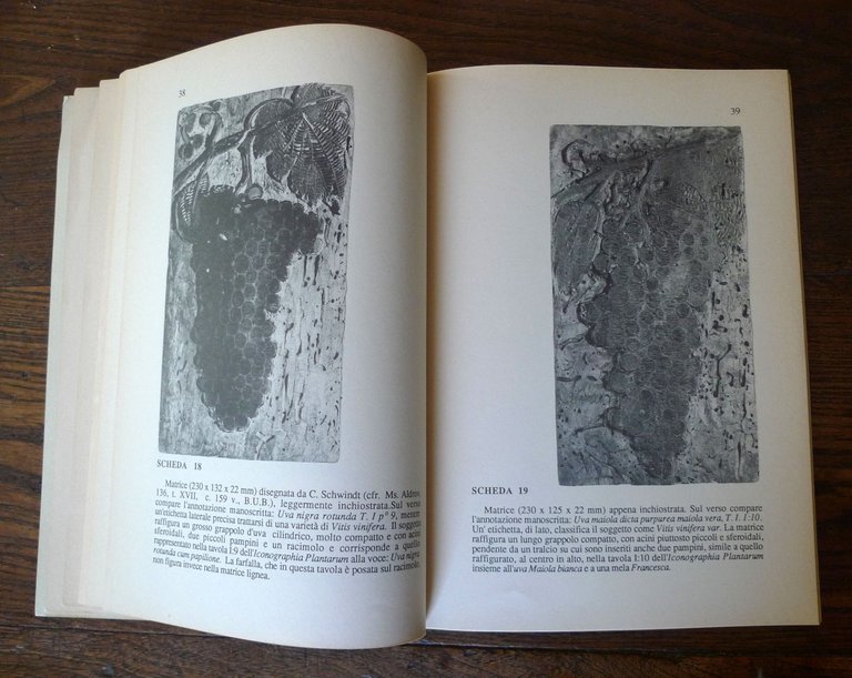 MATRICI INEDITE DELL'ICONOGRAFIA DENDROLOGICA DI ULISSE ALDROVANDI,1990 Bologna | Immagine Gallery 6