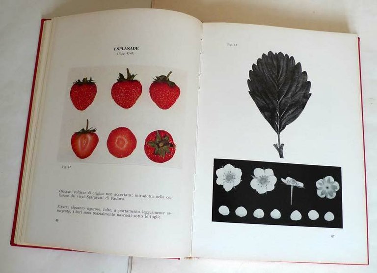 MONOGRAFIA DELLE PRINCIPALI CULTIVAR DI FRAGOLA NON RIFIORENTI,1964[FRAGOLE