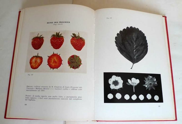 MONOGRAFIA DELLE PRINCIPALI CULTIVAR DI FRAGOLA NON RIFIORENTI,1964[FRAGOLE
