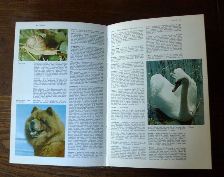 Parenti,ATLANTE DI ZOOLOGIA/DIZIONARIO DI ZOOLOGIA,1971 De Agostini