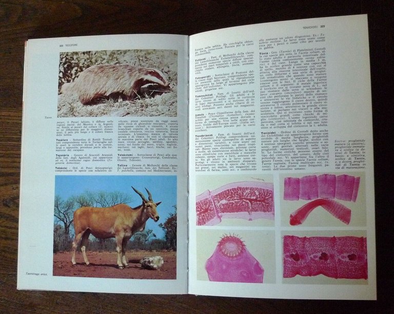 Parenti,ATLANTE DI ZOOLOGIA/DIZIONARIO DI ZOOLOGIA,1971 De Agostini