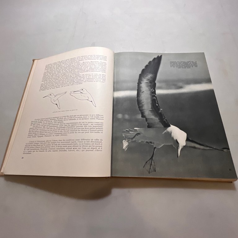Paul Barruel,VIE ET MOEURS DES OISEAUX,1953