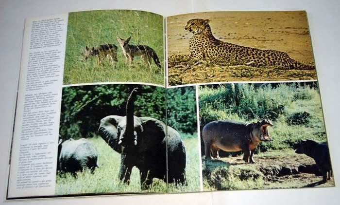 Sassi/Banner,MAASAI MARA-AMBOSELI,Kensta 1982[guida Kenya,parchi,safari,foto