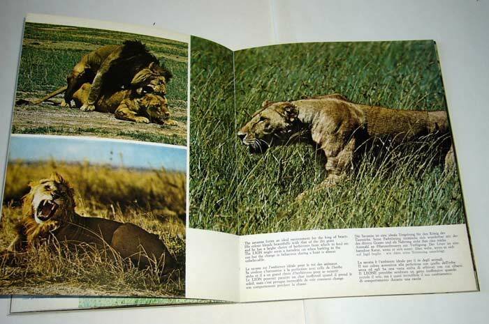 Sassi/Banner,MAASAI MARA-AMBOSELI,Kensta 1982[guida Kenya,parchi,safari,foto