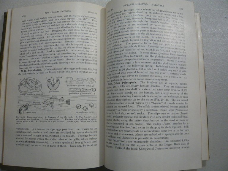 Storer GENERAL ZOOLOGY, 1951[zoologia