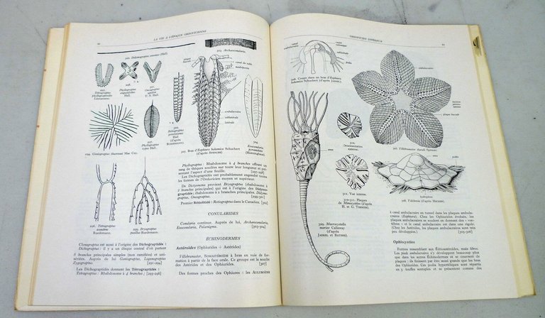 Termier,PALEONTOLOGIE STRATIGRAPHIQUE/ATLAS DE PALEOGEOGRAPHIE,'59[paleontologia