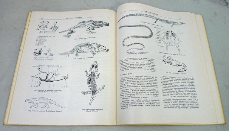 Termier,PALEONTOLOGIE STRATIGRAPHIQUE/ATLAS DE PALEOGEOGRAPHIE,'59[paleontologia