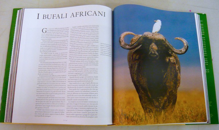 Thomas B.Allen,ANIMALI D’AFRICA,1999 Könemann[fotografia