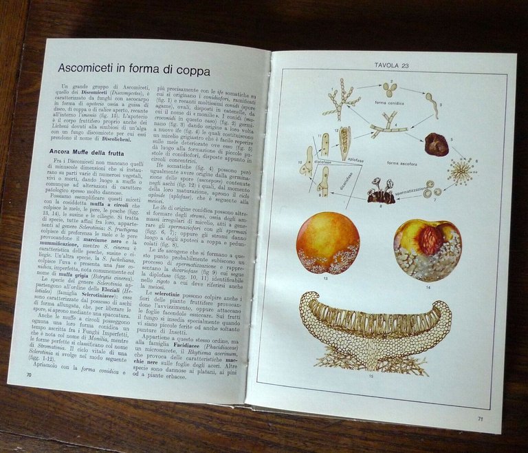 Tosco,ATLANTE DI BOTANICA.2voll. VEGETALI INFERIORI/SUPERIORI,1971 De Agostini