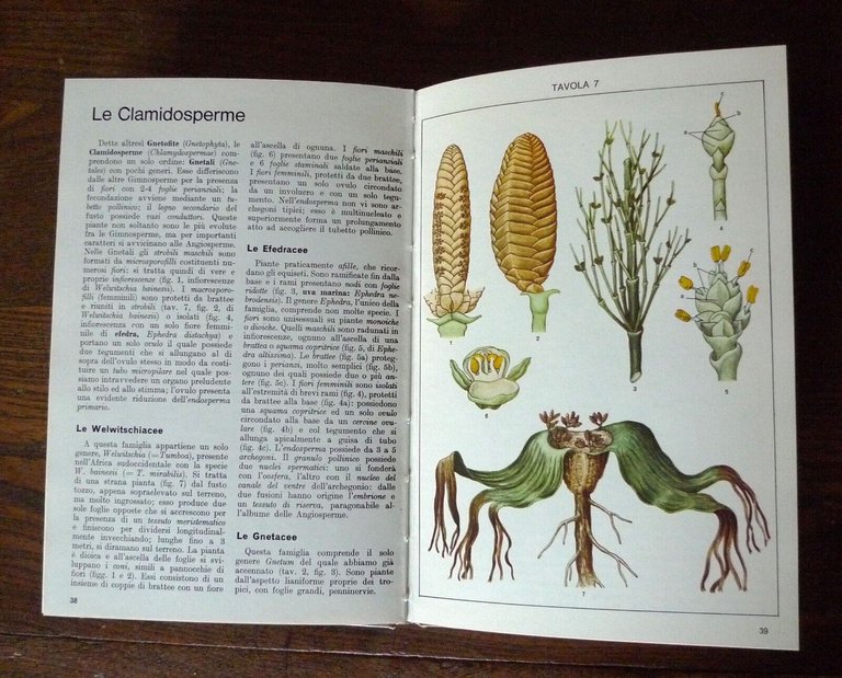 Tosco,ATLANTE DI BOTANICA.2voll. VEGETALI INFERIORI/SUPERIORI,1971 De Agostini