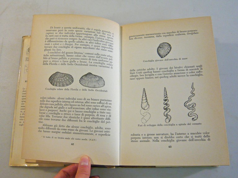 Verrill,STRANE CONCHIGLIE MARINE E LE LORO STORIE,1978 Mursia[Bibioteca del mare