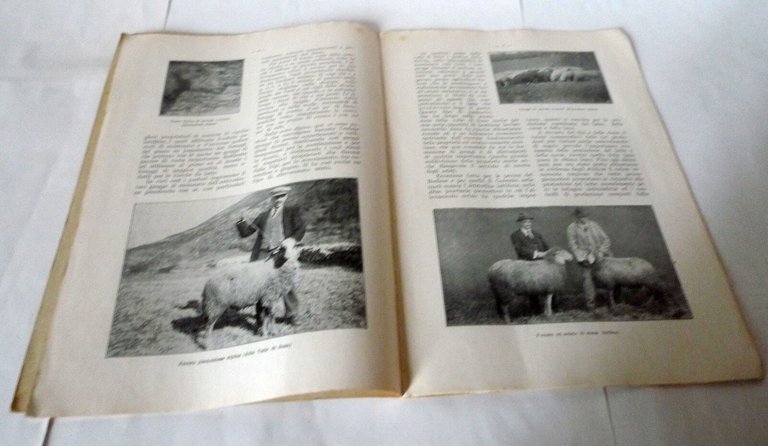 Vezzani,LE PECORE PIEMONTESI,1930 Italia Agricola[agricoltura,zootecnica,ovini
