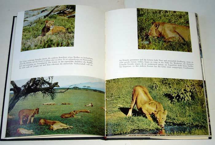 Walt Disney,AFRIKANISCHE LÖWEN,Schweizer 1958[animali africani,leoni