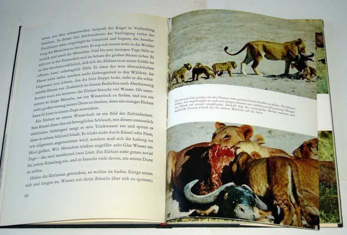 Walt Disney,AFRIKANISCHE LÖWEN,Schweizer 1958[animali africani,leoni