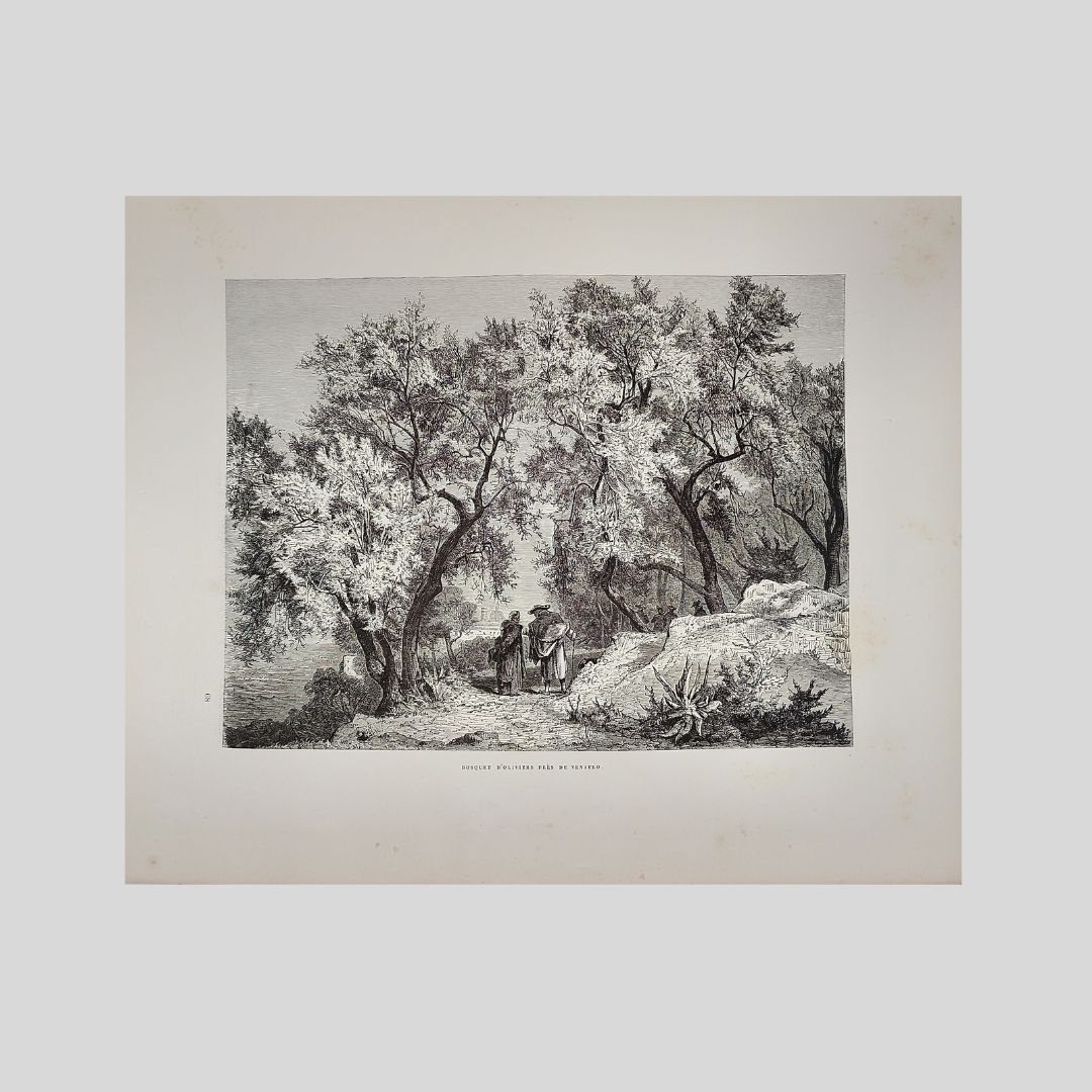 Bosquet d’oliviers près de Venafro. | Immagine principale