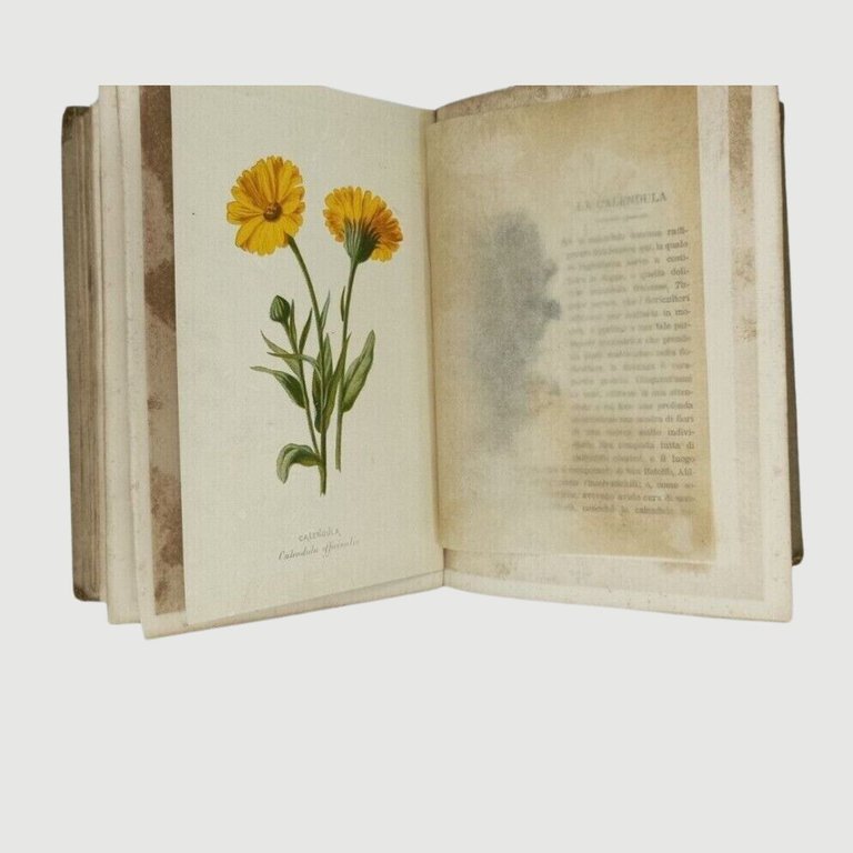 I fiori dei giardini. Descrizione, Storia, Coltura e significato simbolico. … | Immagine Gallery 5