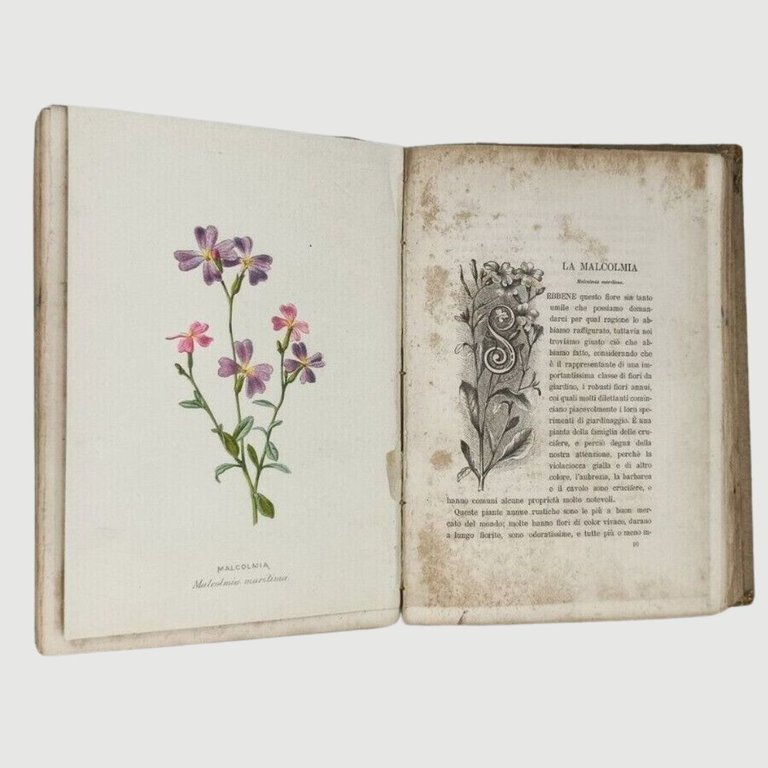 I fiori dei giardini. Descrizione, Storia, Coltura e significato simbolico. … | Immagine Gallery 7