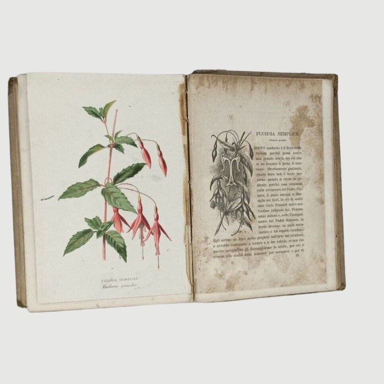 I fiori dei giardini. Descrizione, Storia, Coltura e significato simbolico. … | Immagine Gallery 8