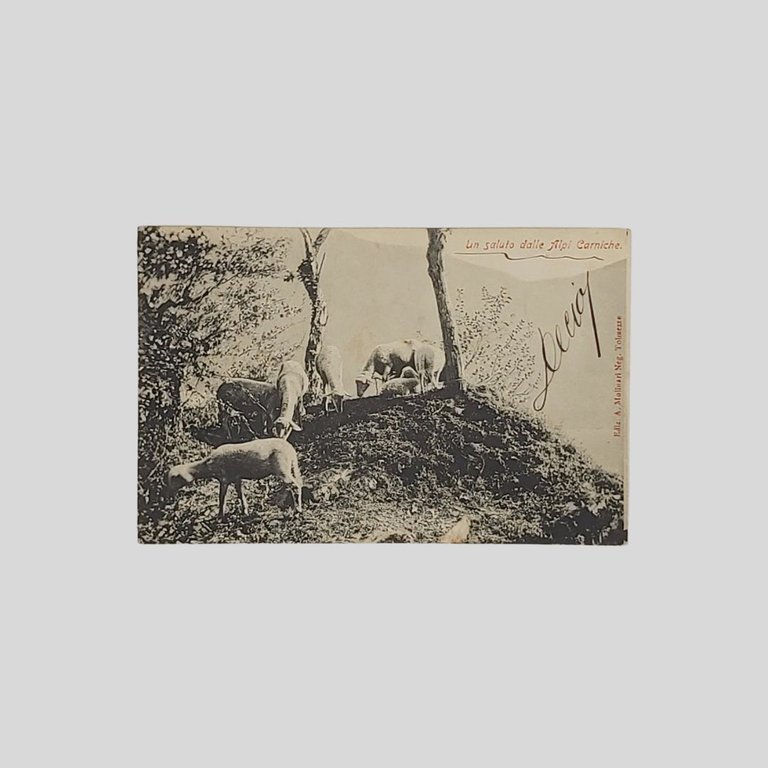 Montagna. Un Saluto dalle Alpi Carniche. | Immagine Gallery 1