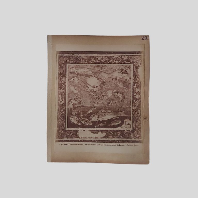 Pappagalli. Napoli Museo Nazionale. Edizioni Brogi. | Immagine Gallery 2