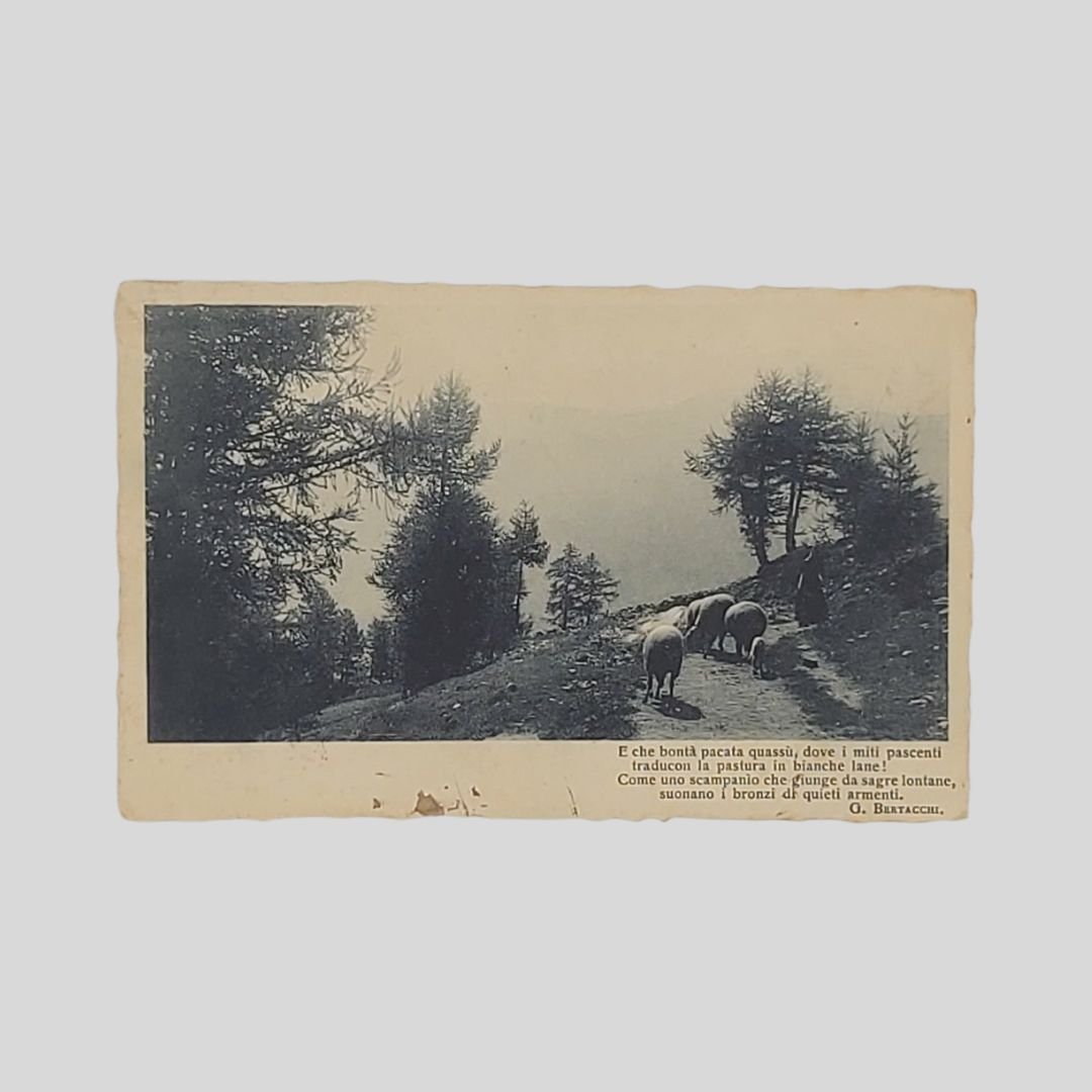 Versi con pecore al pascolo.