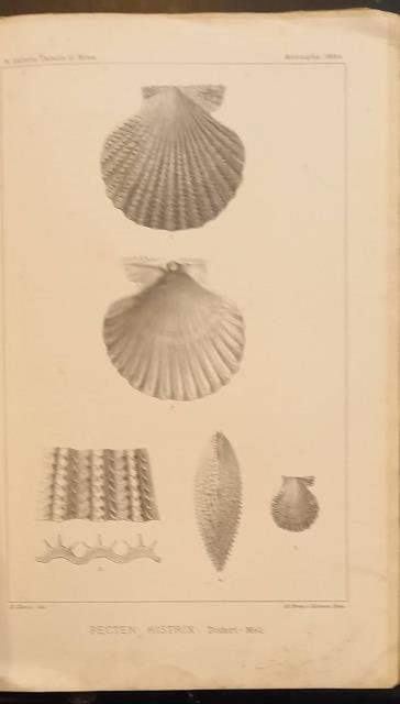 Cenni geologici sulla costa di Anzio e Nettuno. Ed elenco …