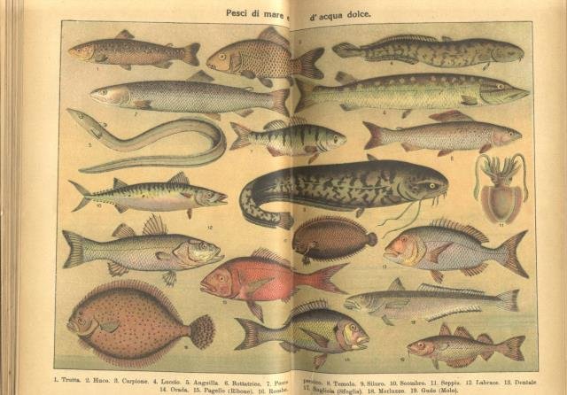 MANUALE DI CUCINA PER PRINCIPIANTI E CUOCHE GIּÀ PRATICHE. 8ª …