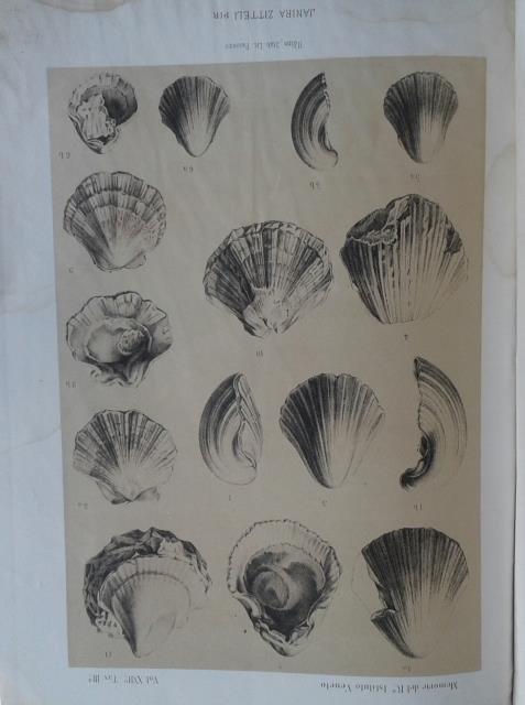 NUOVI FOSSILI DEL TERRENO CRETACEO DEL FRIULI. Estratto da "Memorie … | Immagine principale