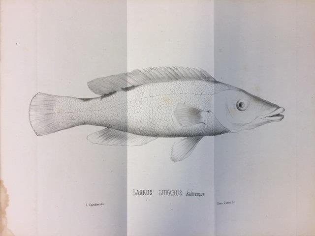 SU DI UN PESCE MOLTO RARO PER I MERCATI DI … | Immagine principale