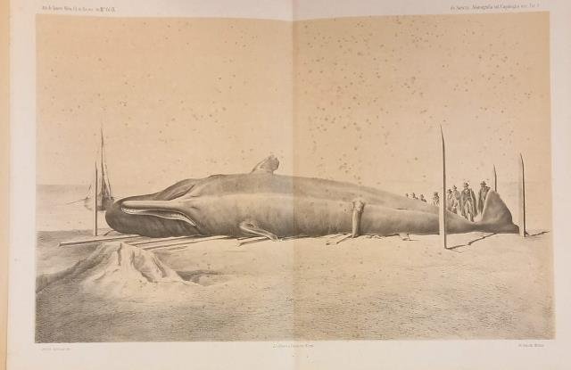 SUL CAPIDOGLIO ARENATO A PORTO SAN GIORGIO. Monografia zootomico-zoologica.