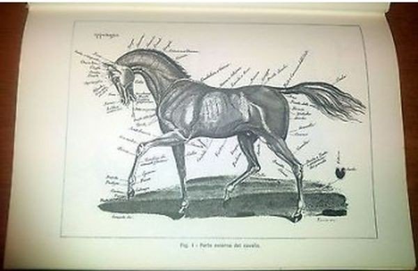 A CAVALLO COME E DOVE di Lucio Lami 1971 Aldo …