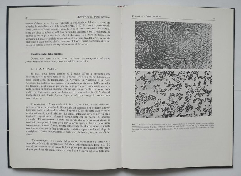 ADENOVIRIDAE di Castrucci INFEZIONI DA VIRUS DEGLI ANIMALI DOMESTICI 1978 …