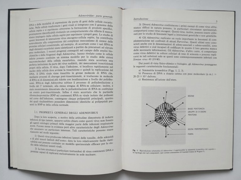ADENOVIRIDAE di Castrucci INFEZIONI DA VIRUS DEGLI ANIMALI DOMESTICI 1978 …