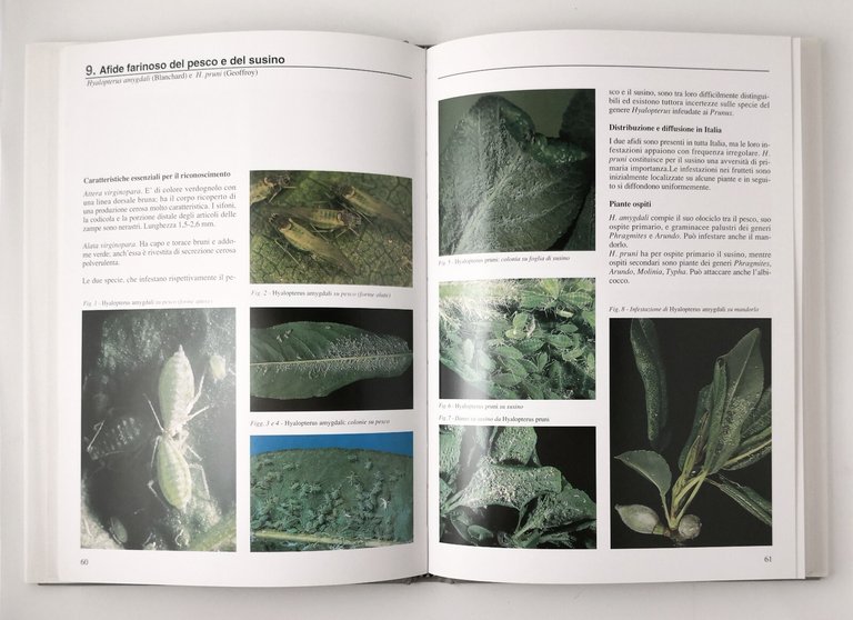 AFIDI DELLE PRINCIPALI COLTURE FRUTTIFERE di Barbieri Cravedi 1996 Bayer …