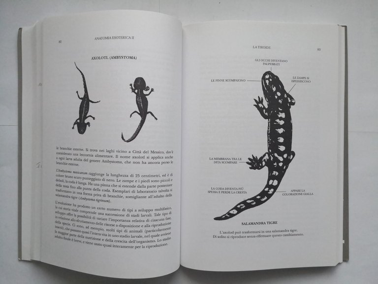 ANATOMIA ESOTERICA di Douglas Baker 2 volumi 2010 Crisalide libro …