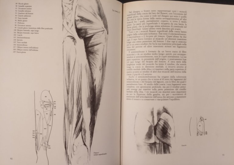 ANATOMIA UMANA PER ARTISTI di John Raynes 2010 Newton Libro …