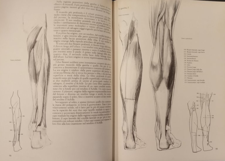ANATOMIA UMANA PER ARTISTI di John Raynes 2010 Newton Libro …