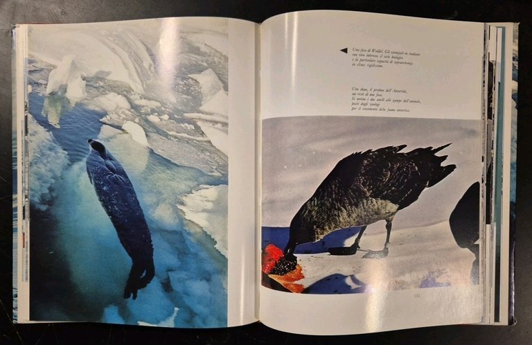 ANTARTIDE di Carlo Mauri 1968 Zanichelli Libro conquista viaggio polo …