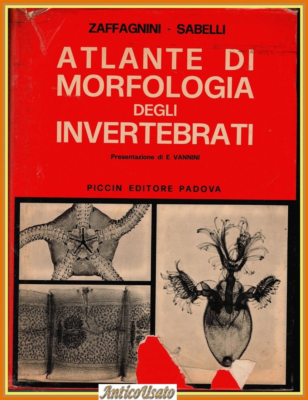 ATLANTE DI MORFOLOGIA DEGLI INVERTEBRATI di Zaffagnini Sabelli 1977 Piccin … | Immagine principale