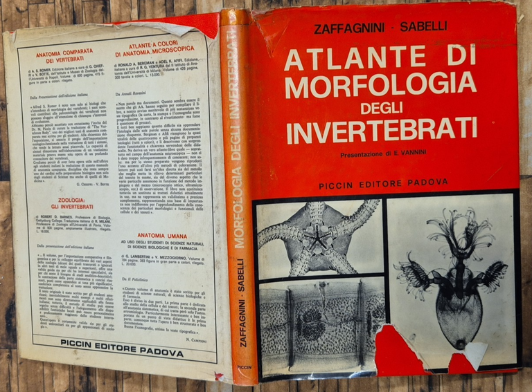 ATLANTE DI MORFOLOGIA DEGLI INVERTEBRATI di Zaffagnini Sabelli 1977 Piccin … | Immagine Gallery 2